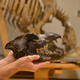 Illustration for article titled Celebrate National Dog Day with 30 Million Years of Dogs